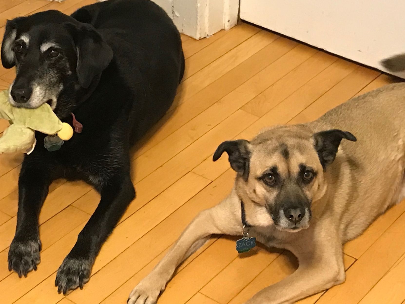 Dogs